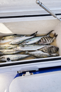 Spanish mackerel and sheepshead from Cape Coral waters!