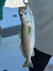 Cape Coral speckled trout ready for the cooler!