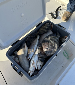 4 spotted weakfish in LA