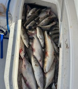 5 blue catfish, spotted weakfish, and coho salmon in Slidell