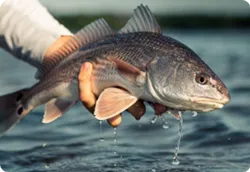 Best great fishing adventure in Indore