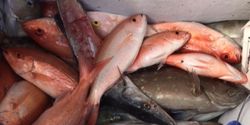 Miami Beach, Fl Snapper Bonanza