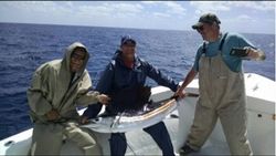 Miami Beach Sailfish in Action