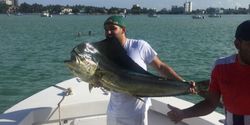 Premium Mahi-mahi Caught In Miami Beach, FL