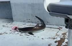 Bonnethead shark fishing in FL
