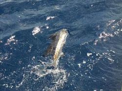 Miami Beach Sailfish Glory 