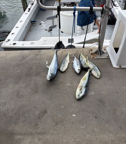 Six fish caught offshore Miami Beach FL including King Mackerel, Mahi Mahi, and Albacore Tuna displayed on boat deck