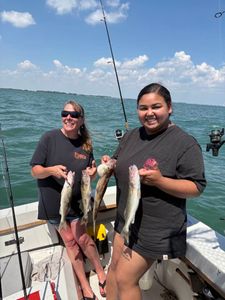 Four black drum fish caught on a fishing tour in Port Clinton