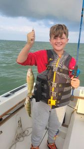 American yellow perch caught fishing in Port Clinton OH