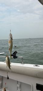 Two fish caught and displayed on fishing boat deck in Port Clinton OH waters