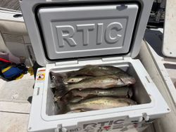 Fresh caught fish in RTIC cooler from Port Clinton OH fishing charter