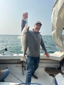 Fresh caught walleye displayed on fishing charter boat in Port Clinton OH