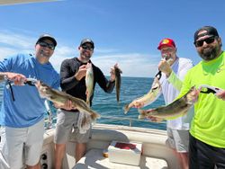 Fishing charter displaying fresh caught walleye from Port Clinton OH waters