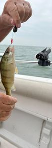 American Yellow Perch caught fishing in Port Clinton OH waters