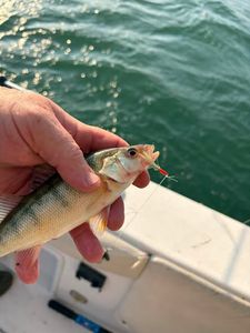 American Yellow Perch caught while fishing in Port Clinton OH