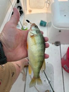American Yellow Perch caught fishing in Port Clinton OH