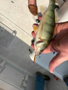 American Yellow Perch caught fishing in Port Clinton OH with lure in mouth