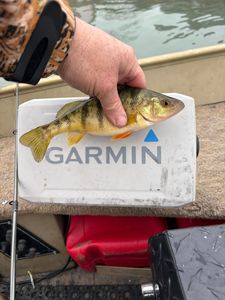 American Yellow Perch caught while fishing in Port Clinton OH displayed on Garmin fish finder