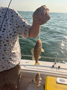 Fresh caught American Yellow Perch held up on fishing charter boat in Port Clinton OH