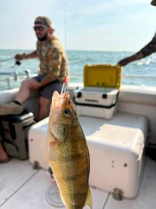 American Yellow Perch caught fishing in Port Clinton OH