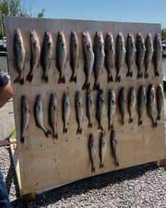 Large catch of walleye and sauger fish displayed on cleaning board in Port Clinton OH