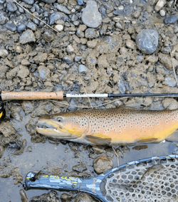 Fishing in VA, best great catch