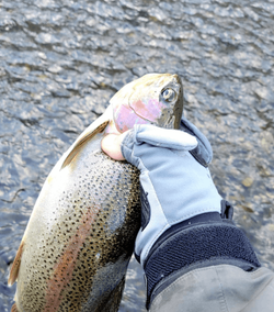 A single fishing rod and reel setup in a Virginia location
