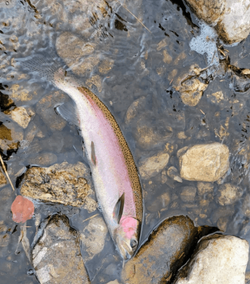 A fishing trip in Leesburg