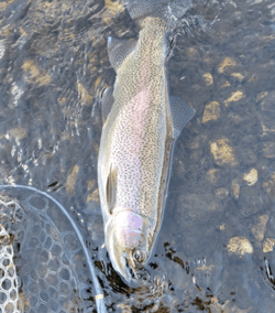 Photograph of a rainbow trout caught while fishing in Leesburg