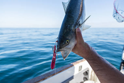 Fresh Bangalore bluefish caught with lure!