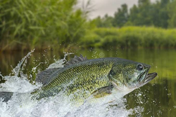 Perfect jump caught in Bangalore's lush fishing waters!