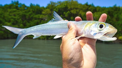 Fresh ladyfish catch in Bangalore waters!