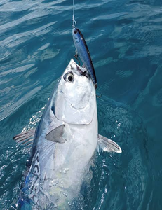Little tunny hooked and ready in Bangalore waters!