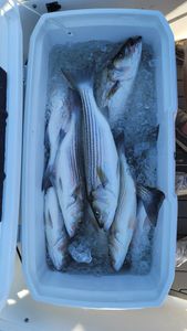 Reel in your dream catch in SC today!