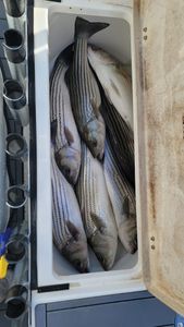 Striped Bass Reel Of The Day In Lake Murray