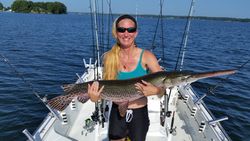 Alligator Gar, a huge freshwater fish, caught in Lexington