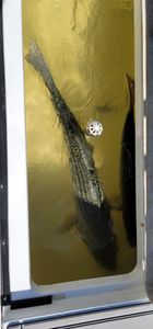 Fishing in Lexington