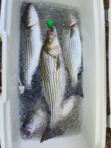 3 striped bass and yellow bass caught fishing in SC