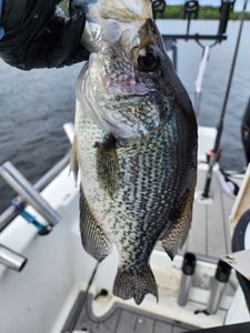 Crappie fish caught in Lexington