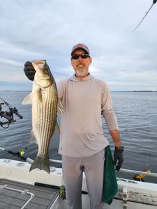 Striped bass caught by angler in Lexington
