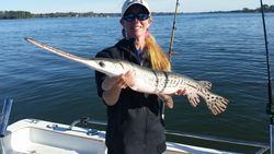 Longnose Gar, a 36-inch freshwater fish caught while fishing in SC