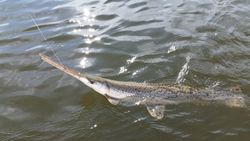 A longnose gar fishing in South Carolina