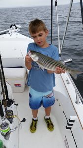 Striped bass fishing in Lexington
