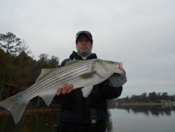 Striped bass fishing in Lexington