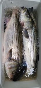 Two striped bass caught by one person in Lexington