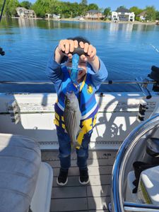 Striped bass caught fishing in SC