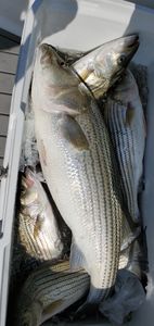 4 striped bass caught fishing in SC
