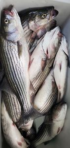 Two striped bass caught while fishing in SC