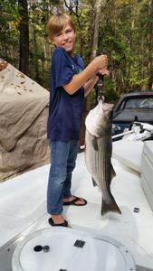 Striped bass caught in Lexington