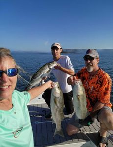Three striped bass caught by anglers in South Carolina